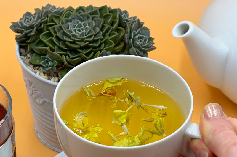 hochgehobene Teetasse mit Sukkulente und Teekanne im Hintergrund
