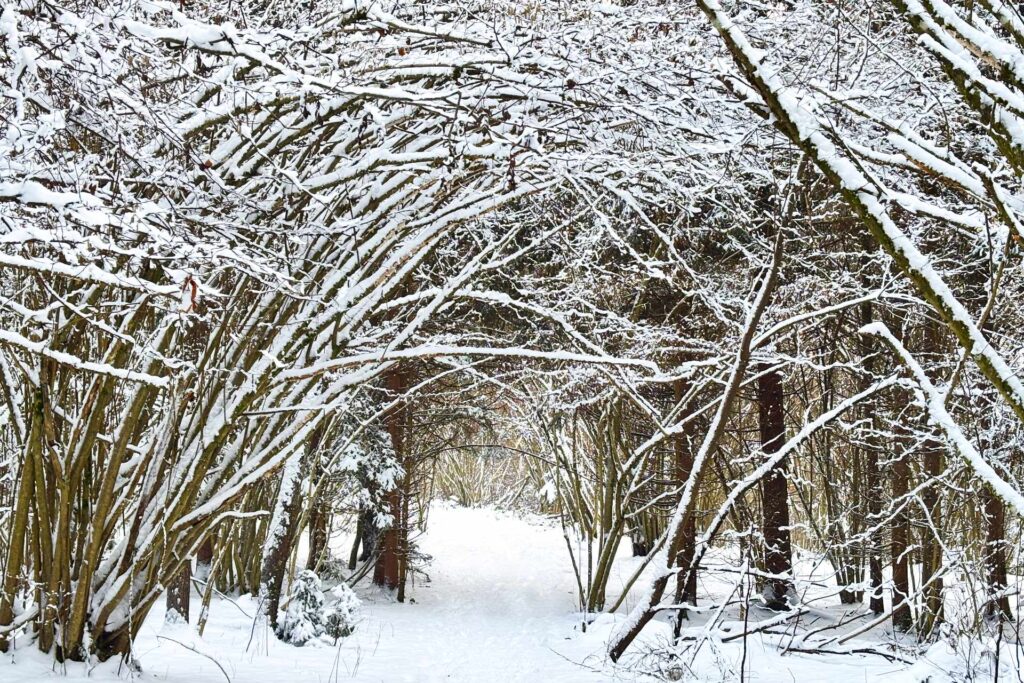 Weg durch verschneiten Wald