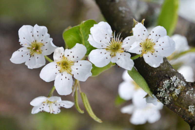 Apfelblüten auf einem Zweig