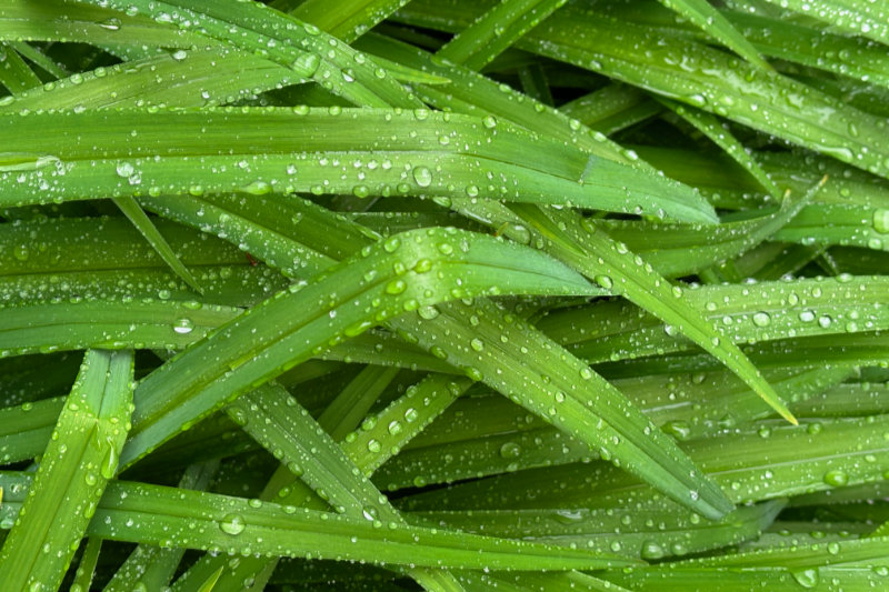 Grashalme mit Tautropfen